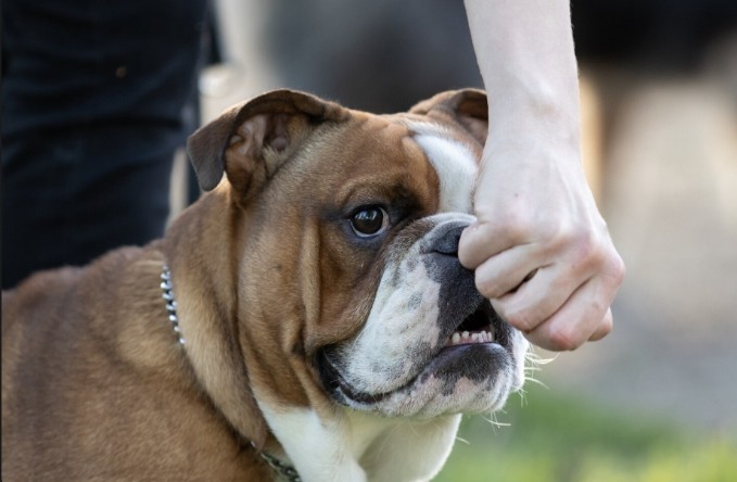Florida Dog Bite Strict Liability: Laws & Defenses